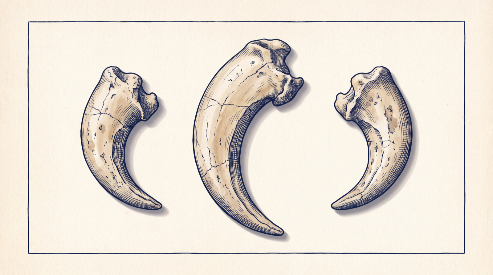 Specimen plate: three enormous curved fossil claws recovered from the Greenbrier saltpeter cave, the largest nearly eight inches long